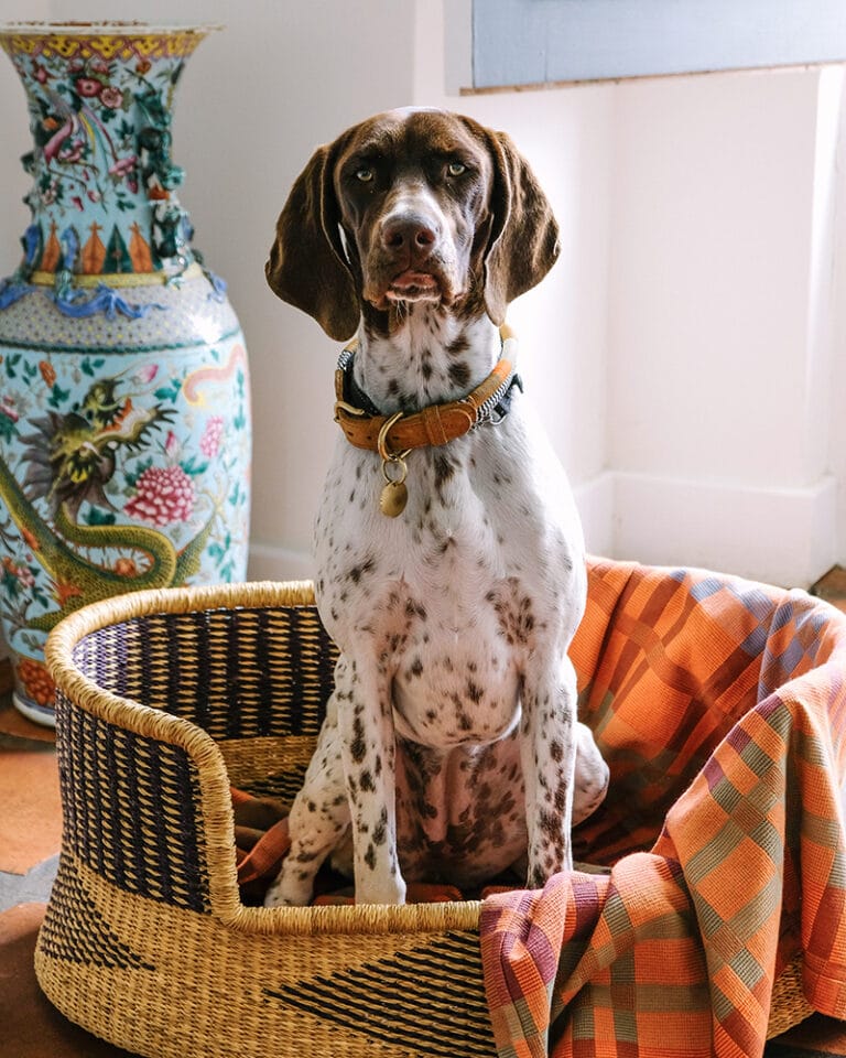 Fido Throw Blanket - Ginger